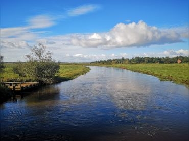 Exclusive Salmon in River Skjern