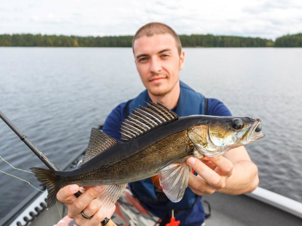 Ein glücklicher Angler, der auf einem Boot in Finnland einen Zander hält.