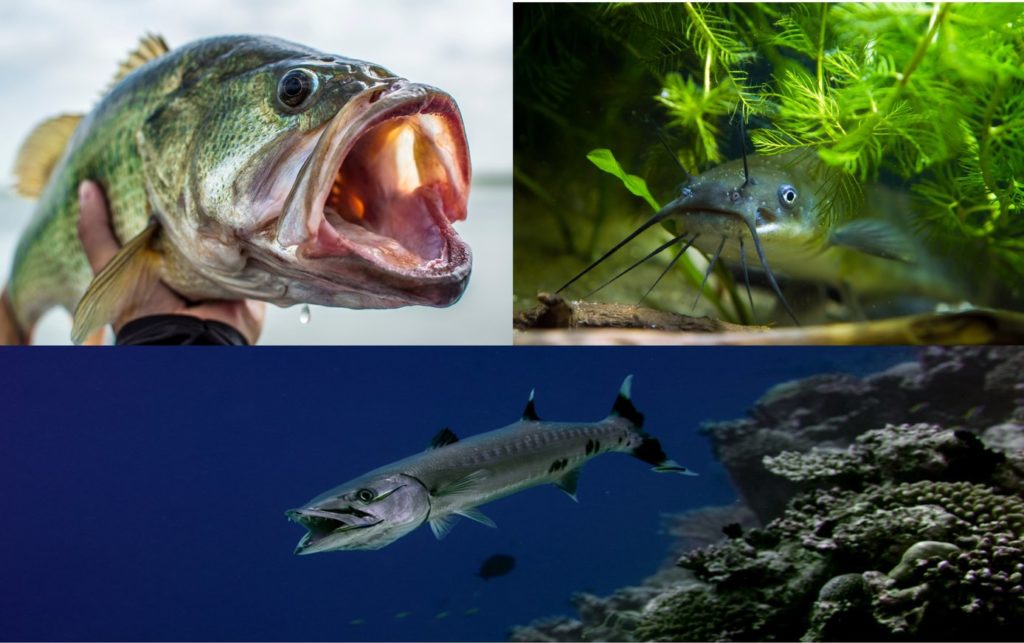 Ein Bild, das Forellenbarsch, einen Wels und einen Barrakuda zeigt. Die drei Fische repräsentieren die drei verschiedenen Arten von Fischmäulern - superior, inferior und endständig.