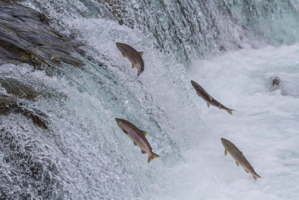 Vier Lachse versuchen über einen kleinen Wasserfall zu springen.