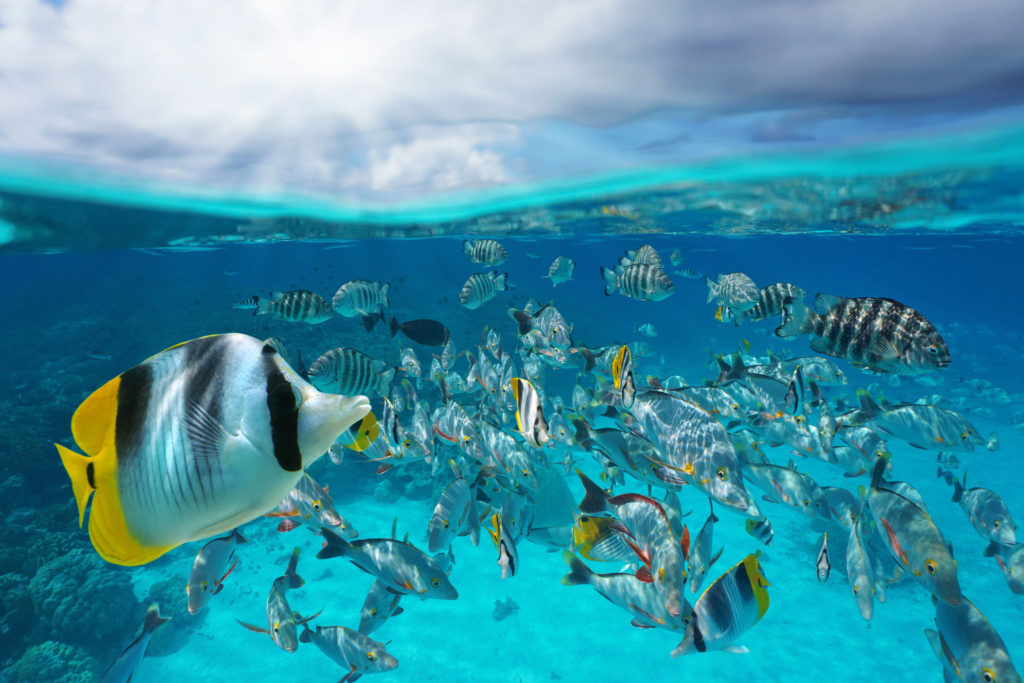 Eine Schule verschiedener Fische, die in der Nähe eines Korallenriffs schwimmen.
