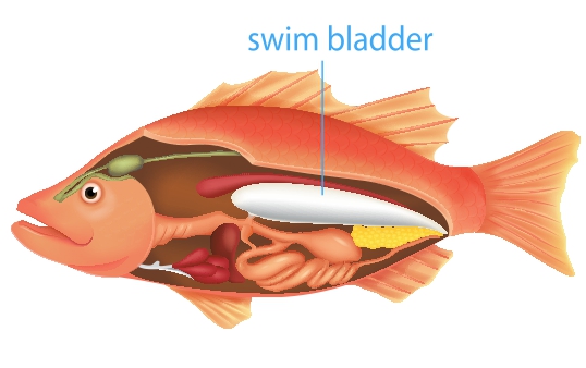 Ein Bild der Anatomie eines Fisches, das die Schwimmblase hervorhebt.