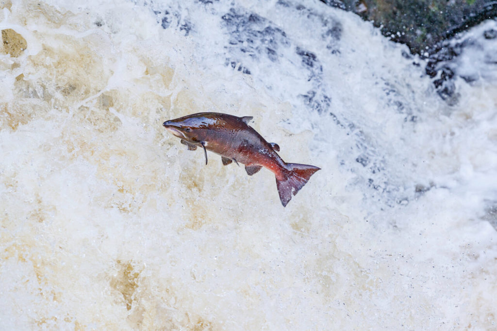 Ein springender Atlantischer Lachs in Laichfärbung an einer Stromschnelle.